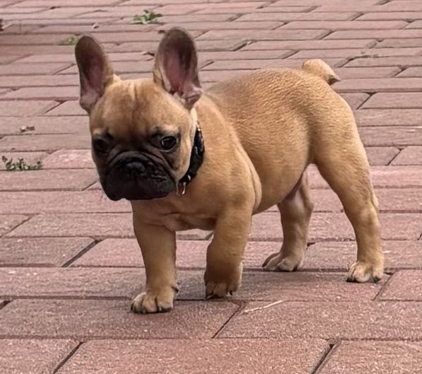 Buldog Francuski ZkwP  FCI - chłopiec