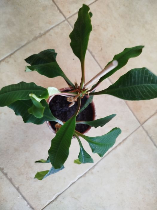 2 spore sadzonki wilczomlecza bialounerwionego