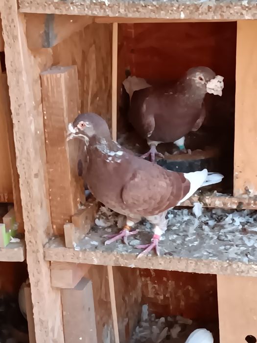 Gołębie Staropolskie