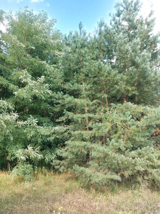 Земельна ділянка під забудову 25 соток село Рокитне