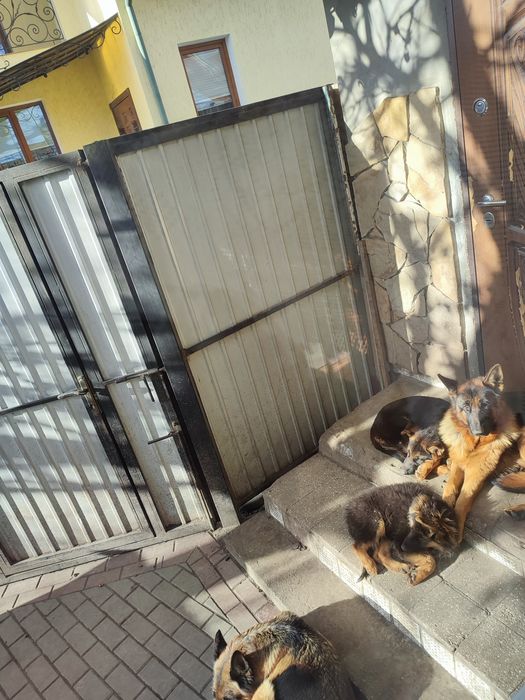 Продаю щенят німецької вівчарки