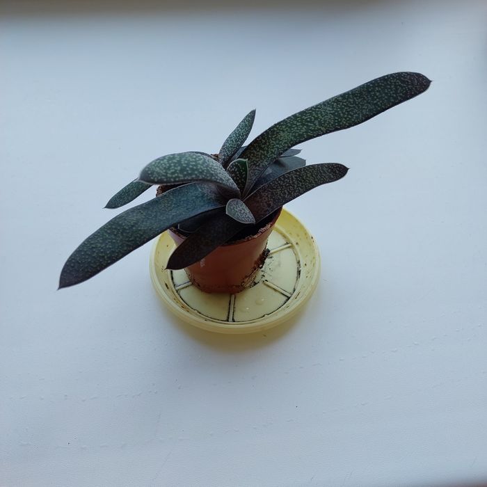 Гастерія сукулент