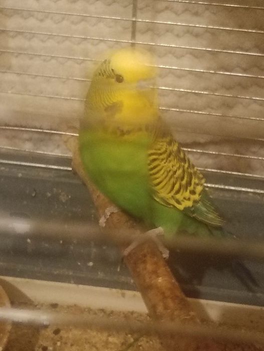 Papużki Faliste Parka