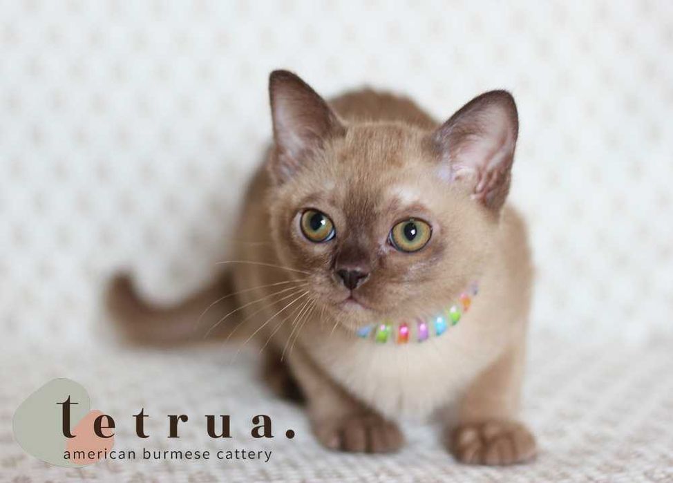 Харизматичная девочка американской бурмы!