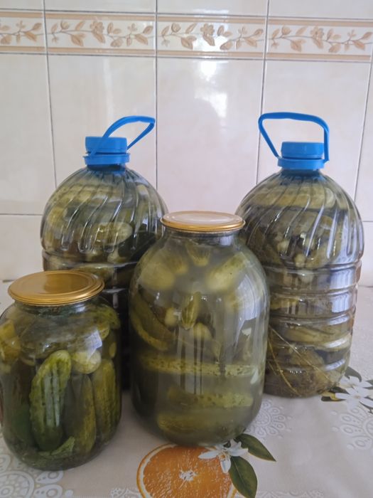 Огурцы соленые. 2025 года.