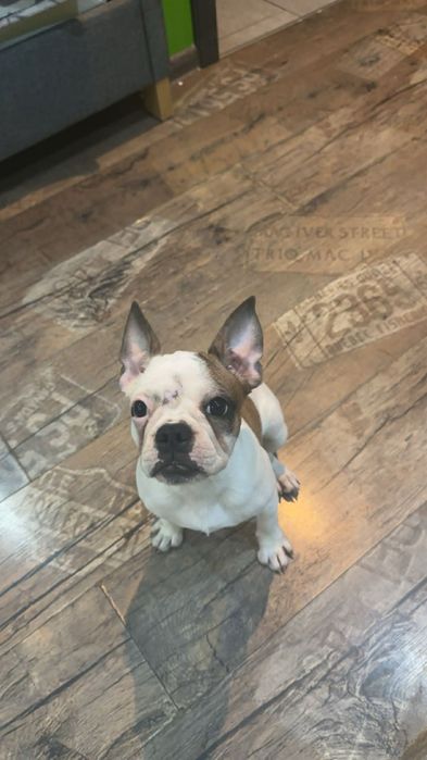 Buldog francuski suczka