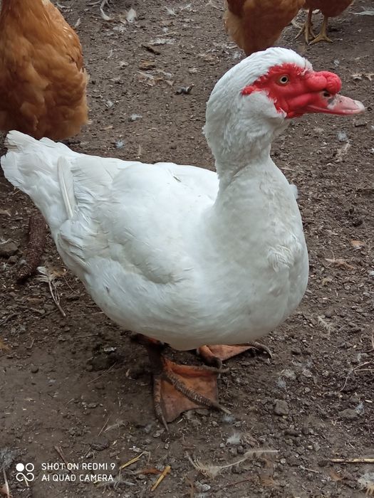 Індокачки білого окрасу, мускусные утки