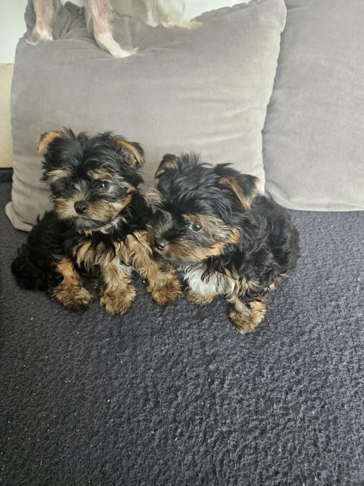 Yorkschire terrier