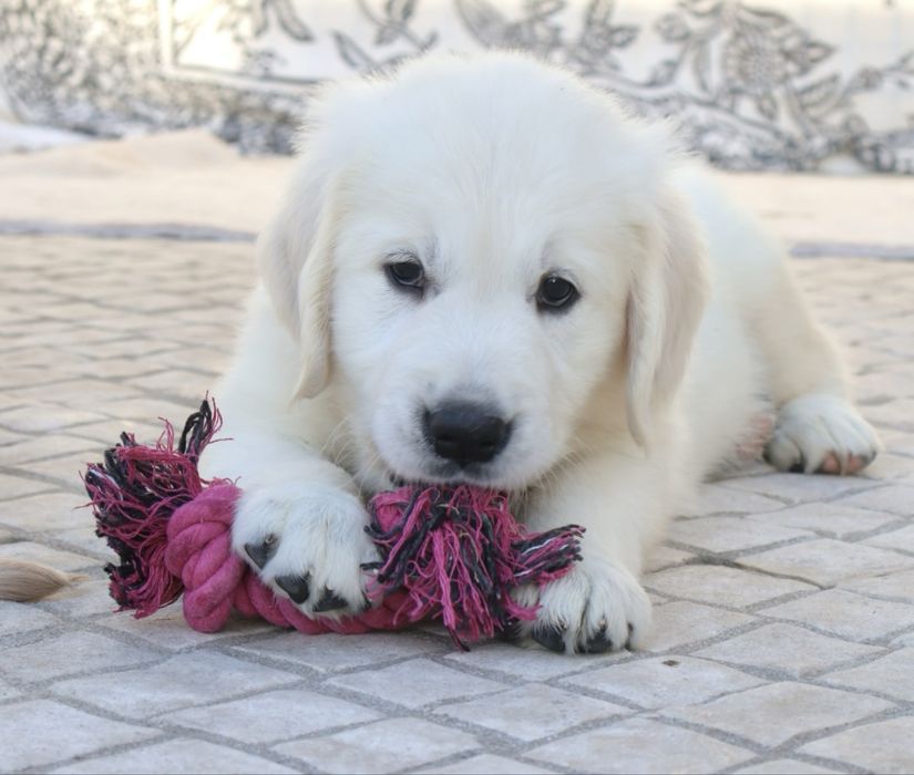 Golden Retriever fêmea com LOP