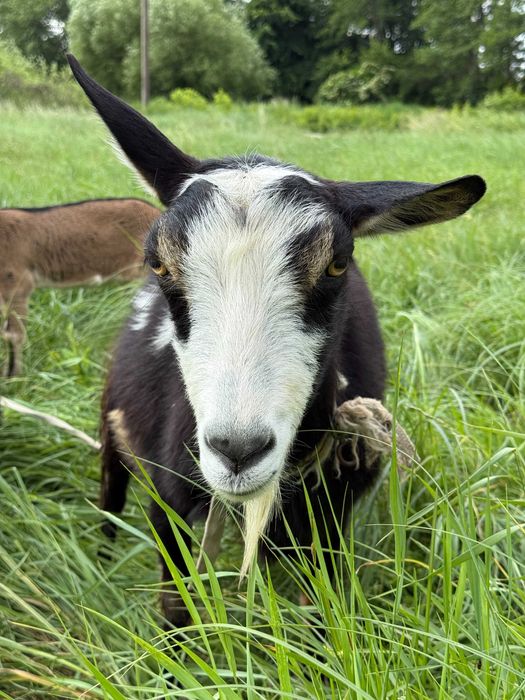 Продам кізоньку у гарні руки
