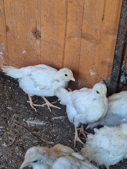 Kurczaki ,kurczeta, piskleta,leghorn ,zielononóżki, karmazyn ,dominant