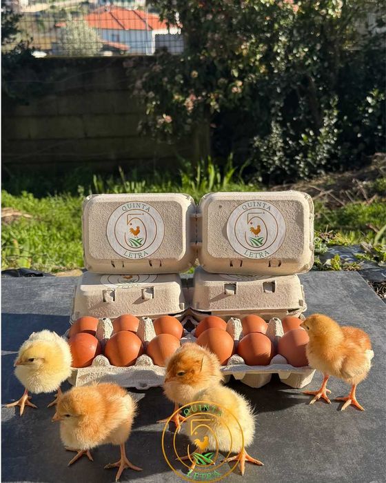 Pintos com 1 Semana – Comece Já a Sua Criação