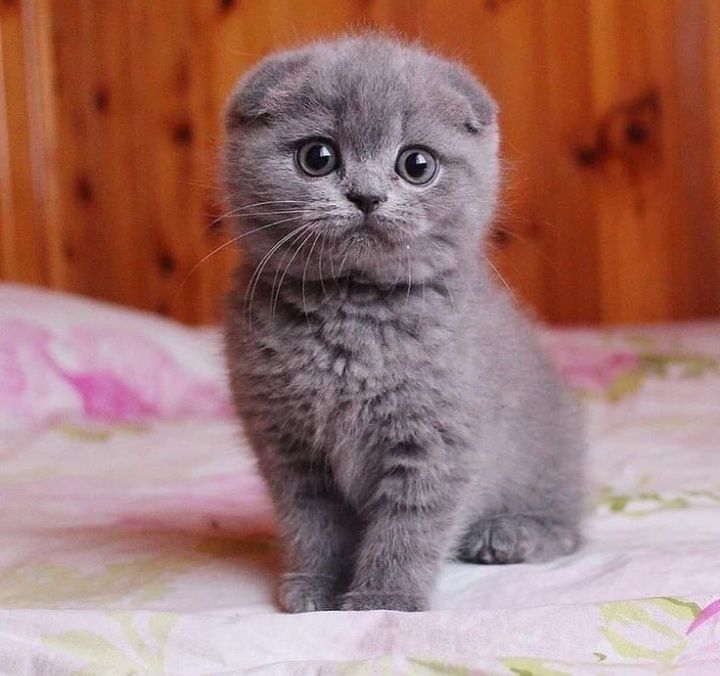 Пропонуємо чудових шотландських котиків