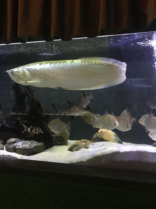 Арована риба дракон 100 см.