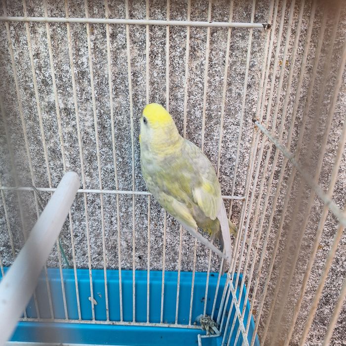 Piriquitos Arco-iris