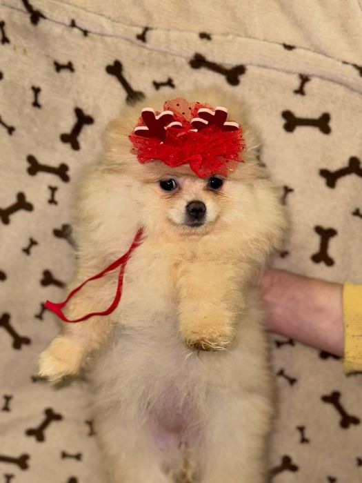 Чорні та кремові померанці цуценята шпіц