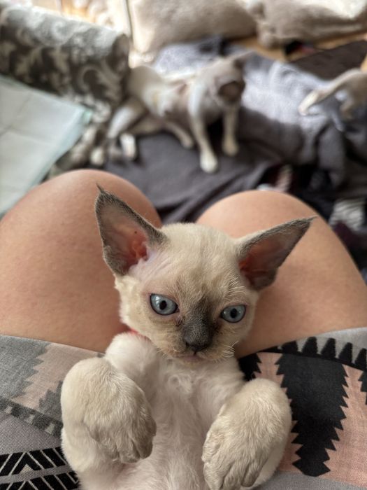 Koteczka devon rex point blue