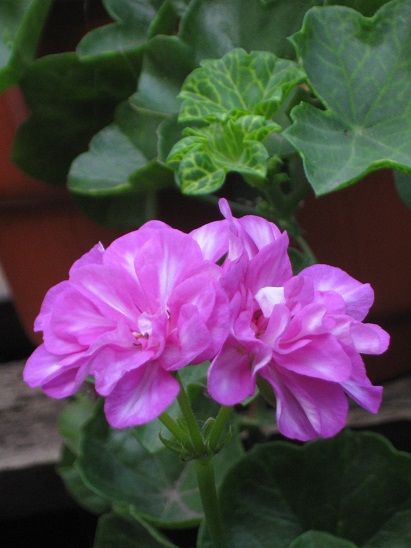 Пеларгонии сортовые