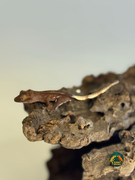 Gekon orzęsiony - hodowla Sunny Gecko