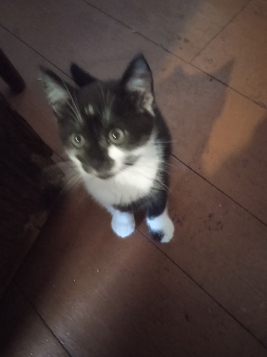 Віддам киці в добрі руки