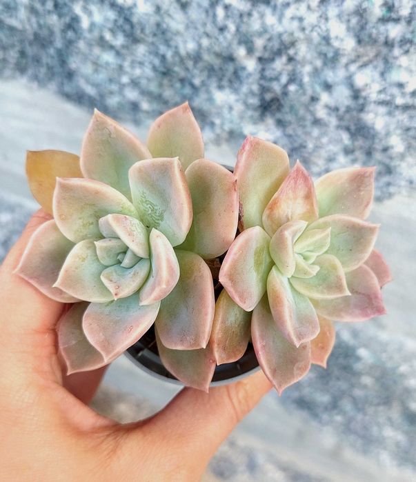 Suculentas variadas 3,5€/ cada