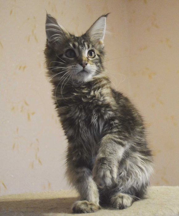 3міс. шикарный хлопчик природного забарвлення. Питомник. Акция