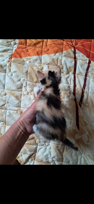 Кошенята котики безкоштовно Мала Виска