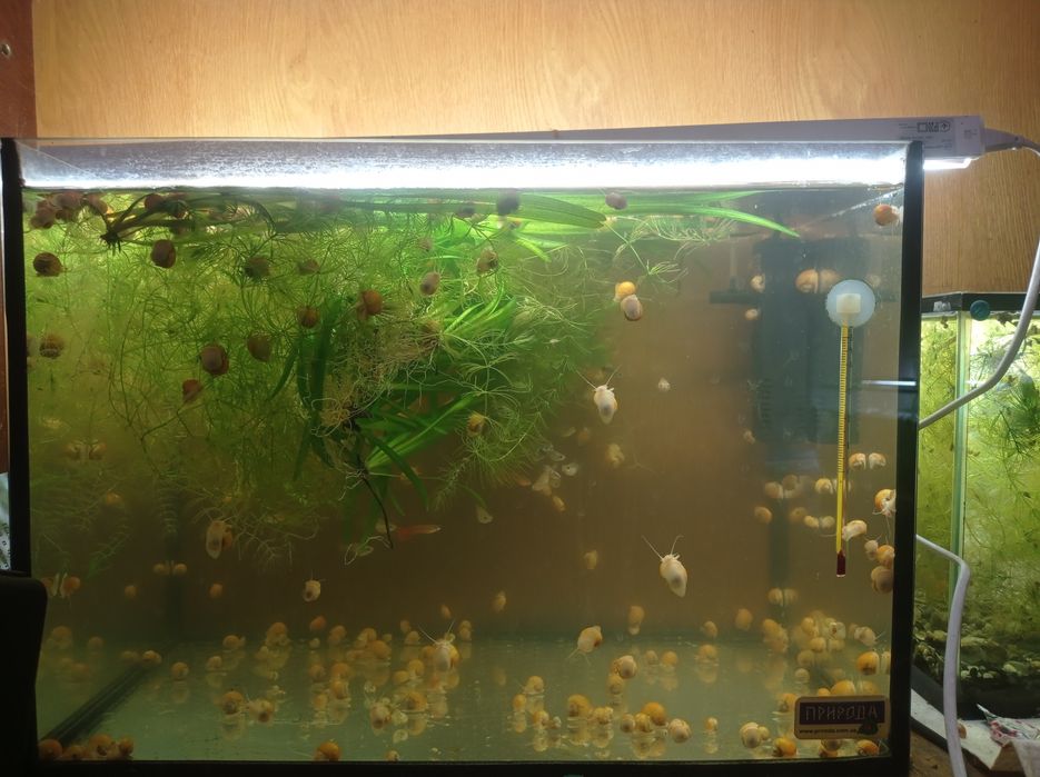 Продам Ампулярии