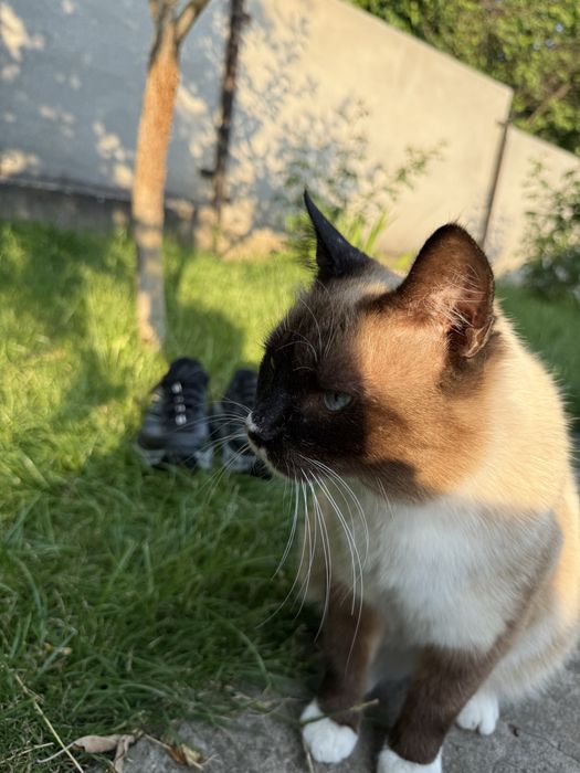 Кросівки для бігу HOKA Mafate Speed 2 Vibram | Оригінал | Стан нових