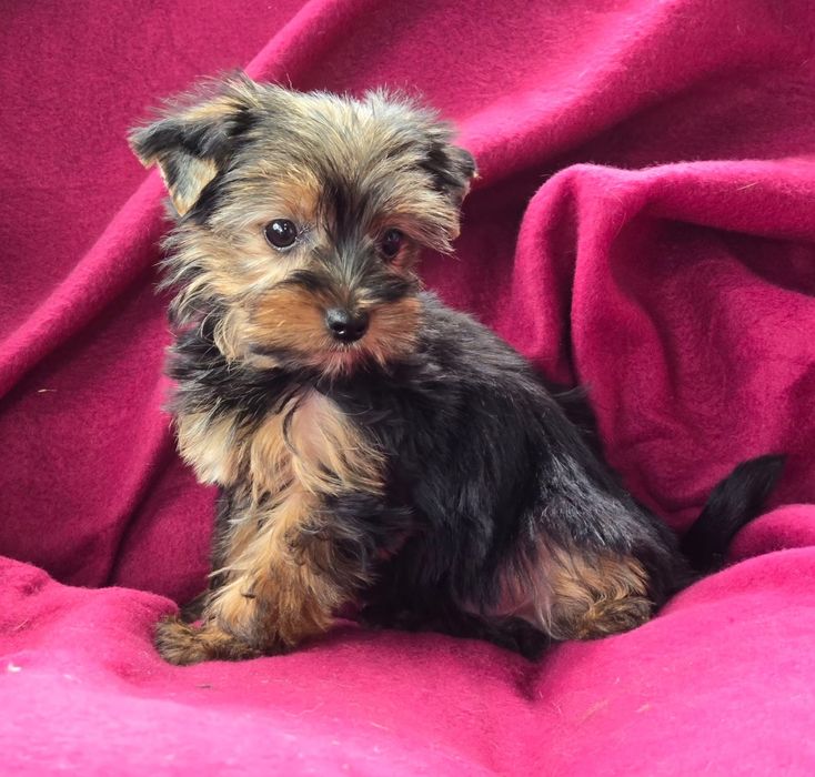 Suczka Yorkshire terrier