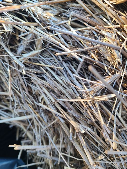 18 bel słomy żytniej eko