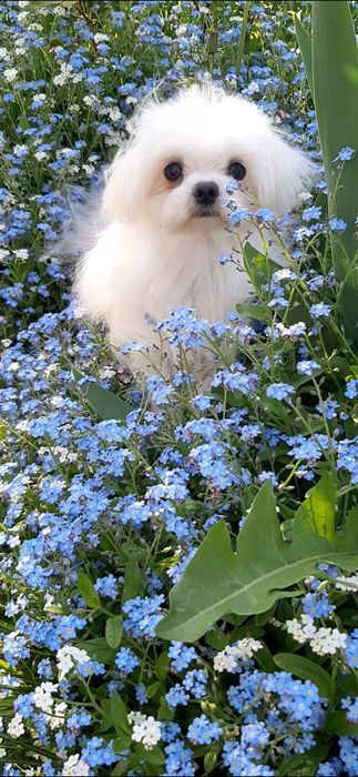 Хлопчики  мальтезе