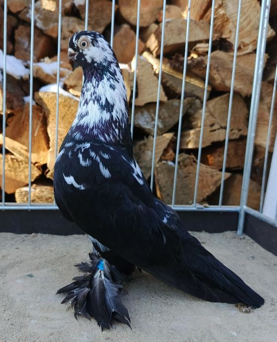 Motyl warszawski samczyk 24r. Motyle