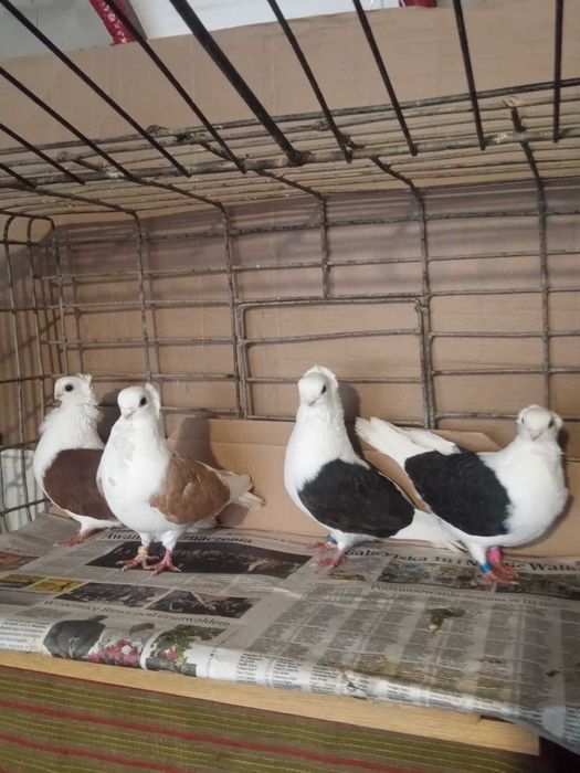 Mewka/Mewki: PARA i SAMIEC (160 zł/para, 70 zł/samiec)