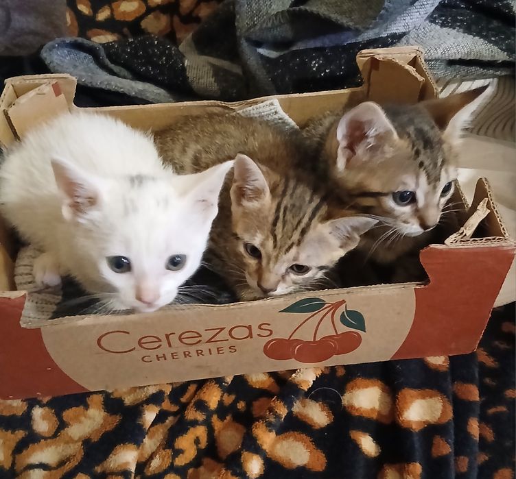 Encontrei no campo 3 lindas gatinhas
