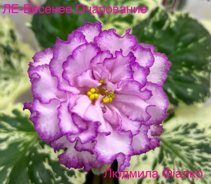 Дітки і стартери сортових фіалочок