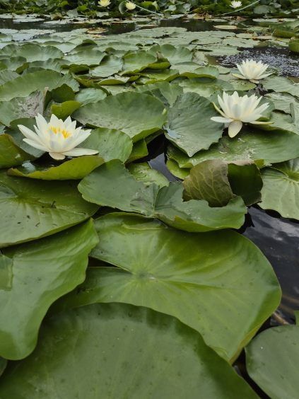 Lilia wodna Albida