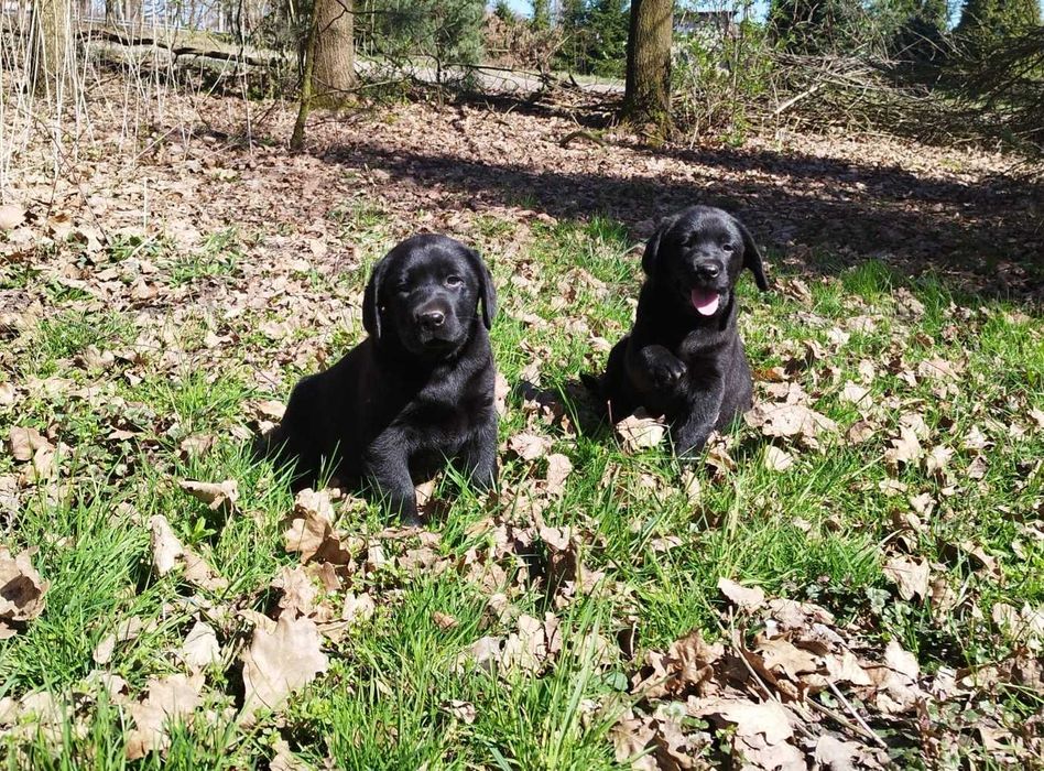Labrador retriever Fci  szczeniak pies suczka zkwp