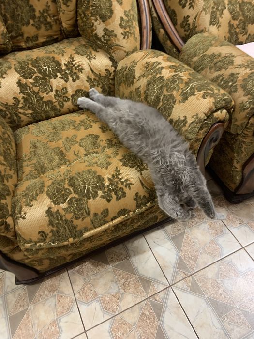 Віддам кошенят відповідальним людям