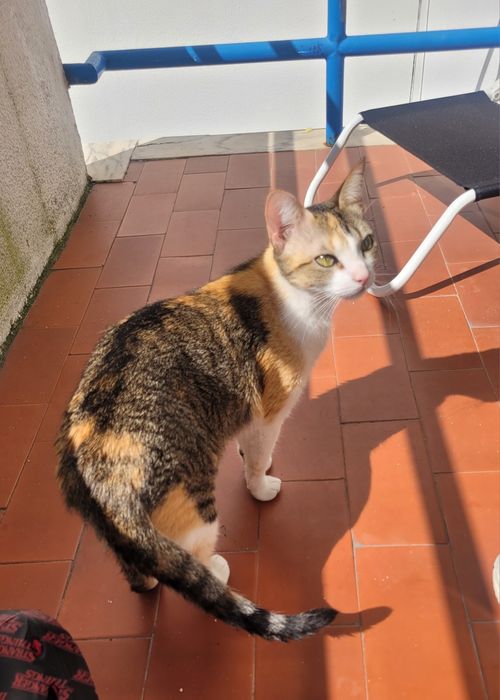 Gata para adoção