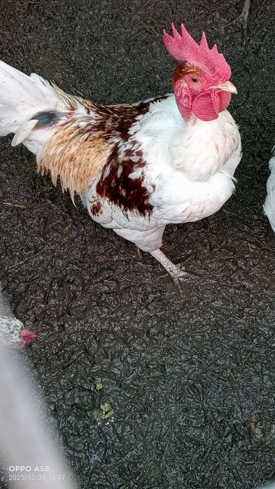 Galo caseiro para venda