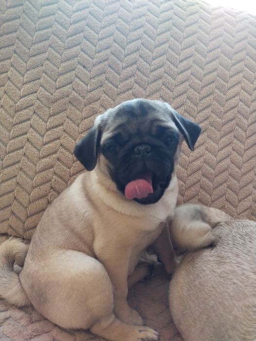 Шикарная шиложопая девочка с документами клуба УКФ