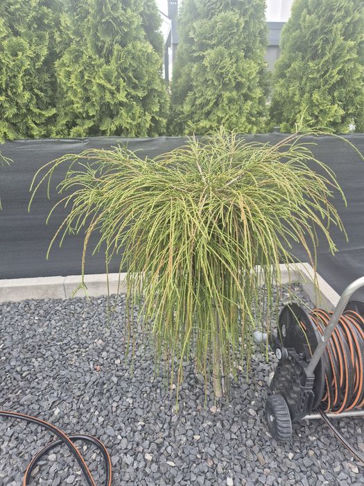 Thuja na pniu  6 sztk  podrośnięta