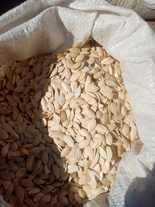 Продам насіння гарбуза