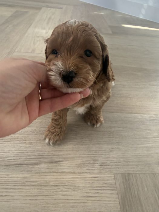 Maltipoo F1 b piesek,rodowód,badania genetyczne