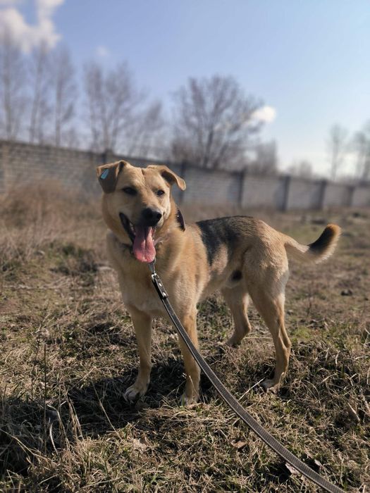 Неймовірний пес для неймовірних людей