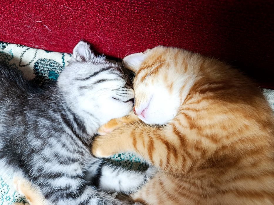 Шотландсткі кошенята