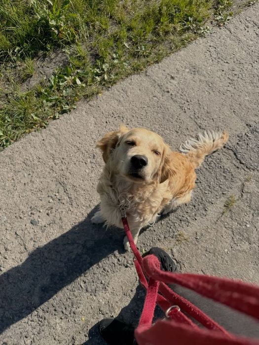 Вигул собак у Шостці