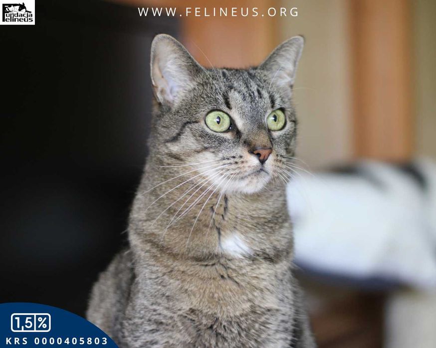 Bura spokojna kotka szuka domu