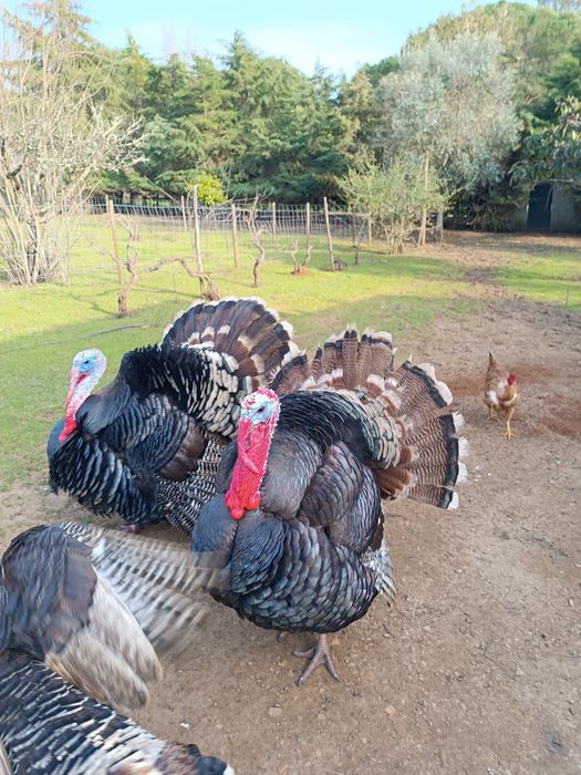 Perú Criado no Campo